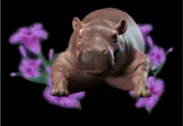 A pygmy hippo, one of the species the foundation supports