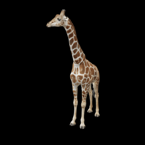 A Nubian giraffe, one of the endangered species Zoo Labs Foundation works on