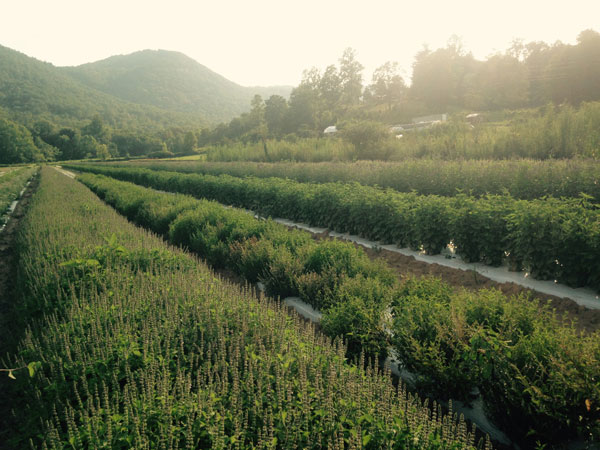 Rows of medicinal herbs growing on a biodynamic farm