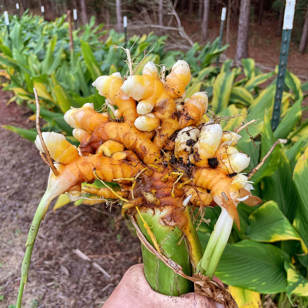 Freshly harvested turmeric root
