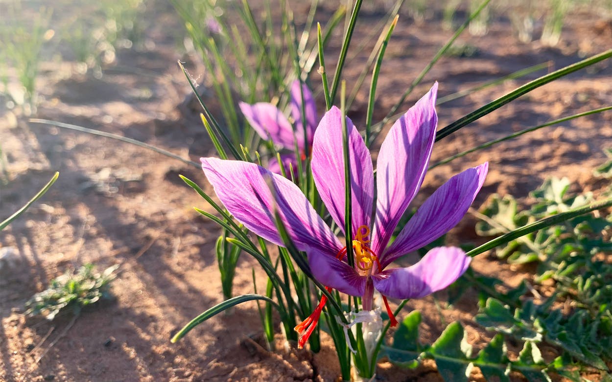 Herbs and healing crops