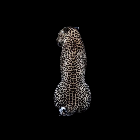 Amur leopard