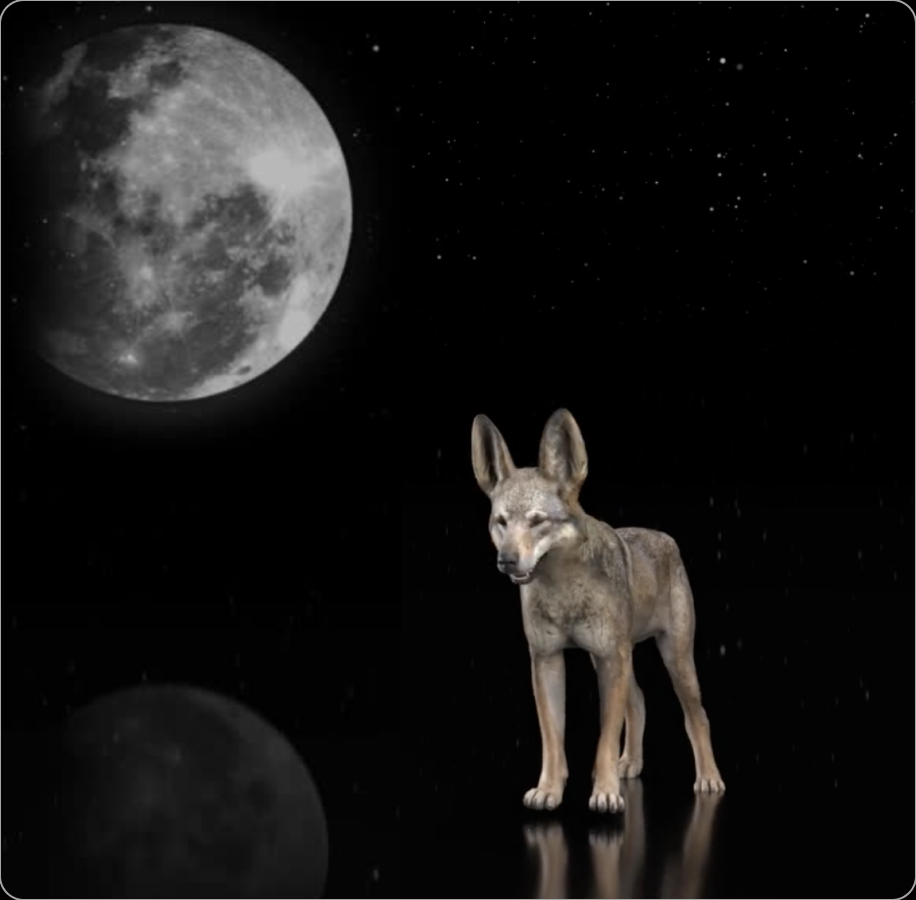 A red wolf, of which fewer than 25 remain in the wild