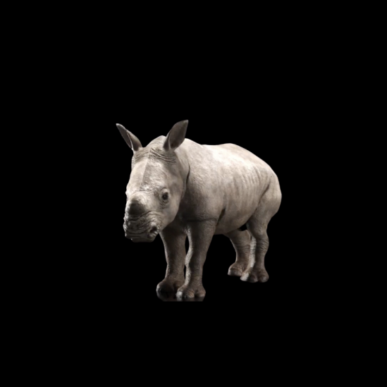 Javan rhino