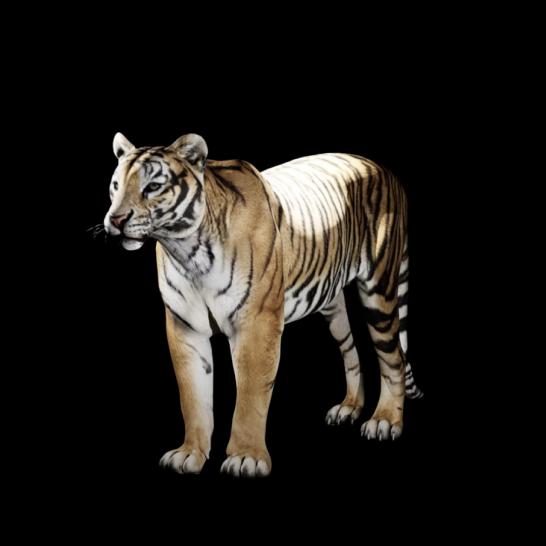 Siberian tiger