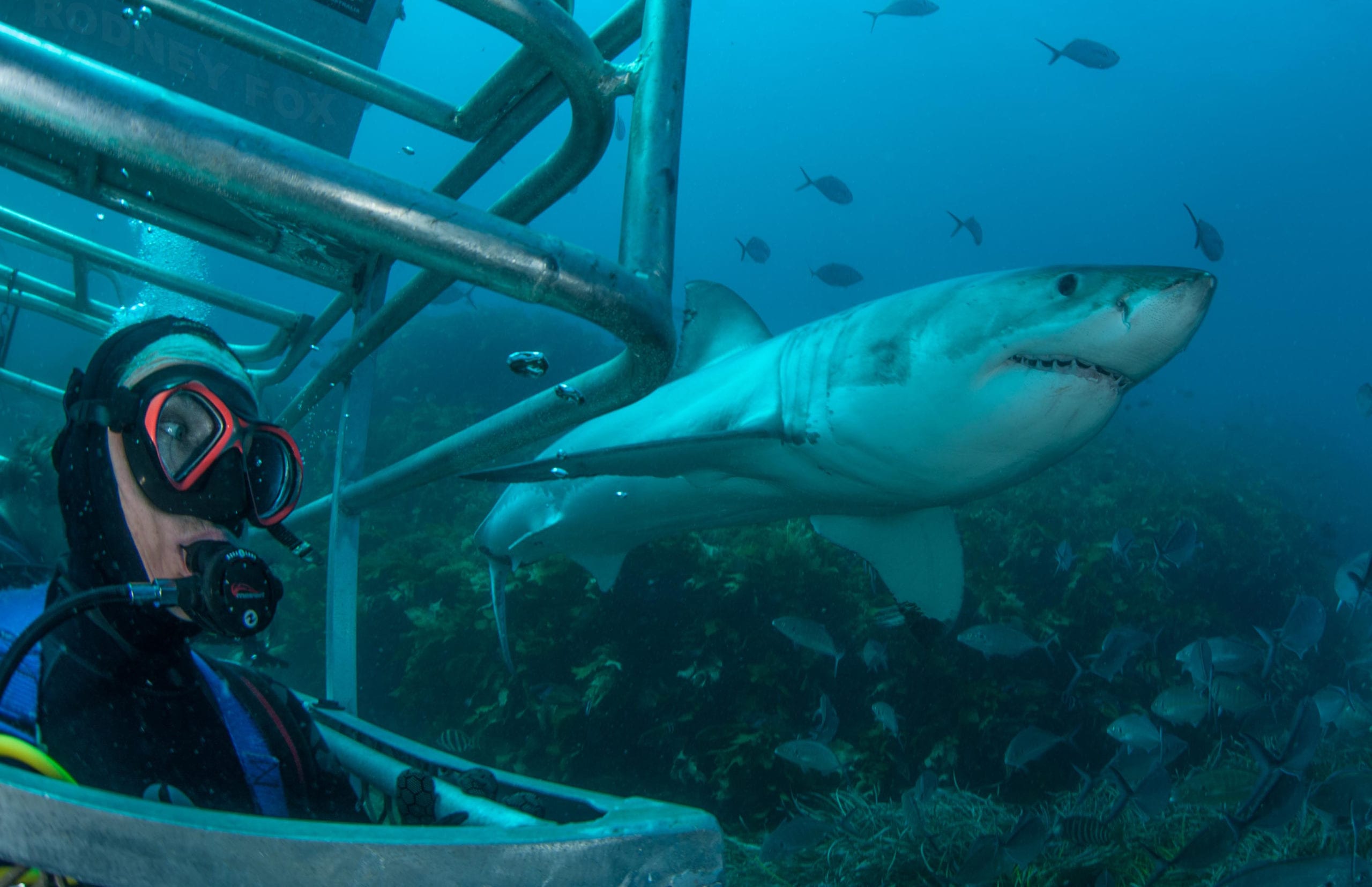 Premium Great White Shark Expedition