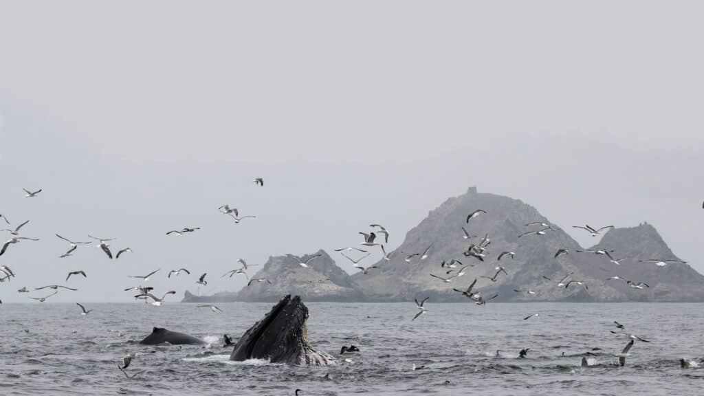 Farallones Sanctuary Wildlife Expedition